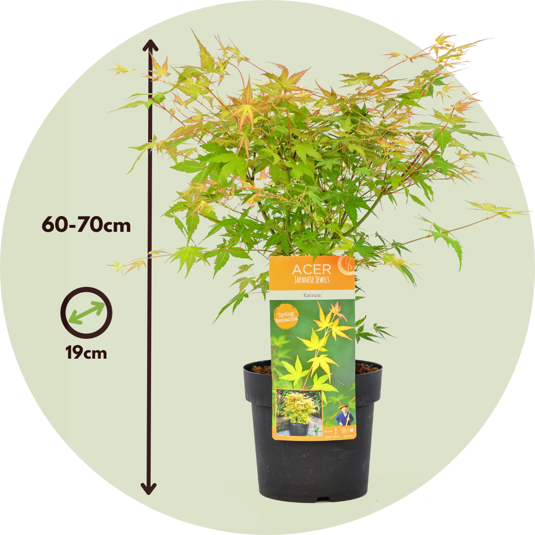 Japanese Maple - Acer Palmatum 'Katsura' - Height 60-70cm - ⌀19cm | Set of 2 | Orange