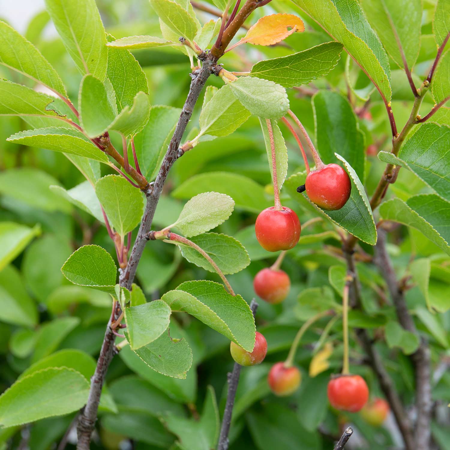 Dwarf Cherry Tree 'athos' | 1 x 3L