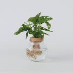 Mini Swiss Cheese Plant - Monstera 'monkey Mask' - Height 25-35cm - ⌀20cm | Set-of-1 | Green