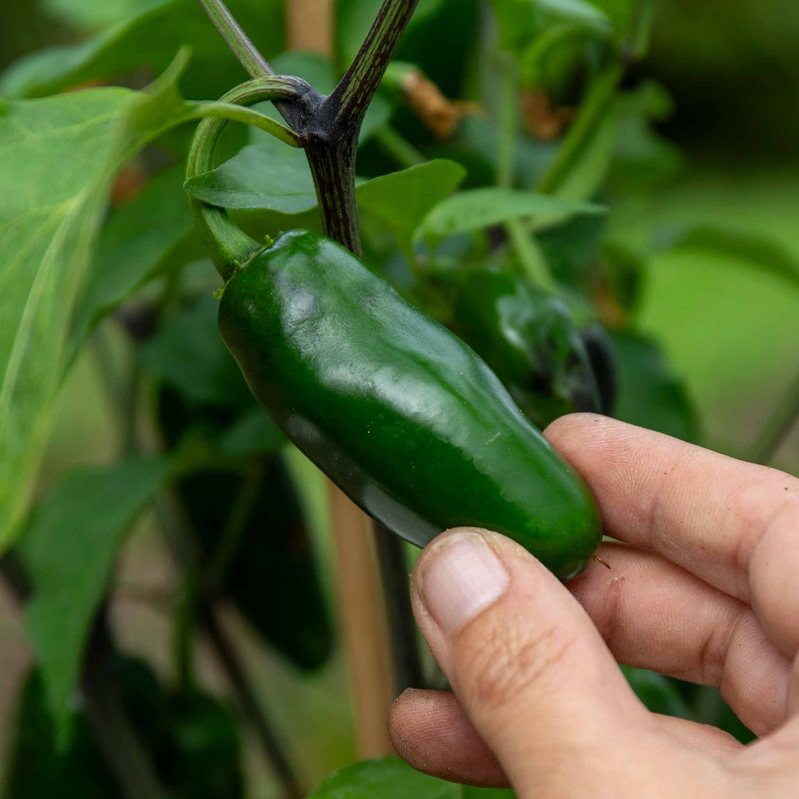 Giant Jalapeno Chilli Plant | 3 x 9cm | Green