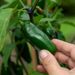 Giant Jalapeno Chilli Plant | 6 x 9cm | Green