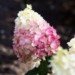 Thompson & Morgan Hydrangea Paniculata Living Colourful Cocktail 12cm Potted Plant X 1