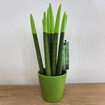 Snake Plant Velvet Touch - Sansevieria Cylindrica - Height 20-40cm - ⌀9cm | Green