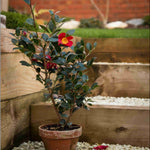 Winter Flowering Camellia Collection- Set Of 3 In 8cm Pots