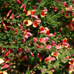 Cytisus Goldfinch Garden Broom Shrubs Pack Of 3