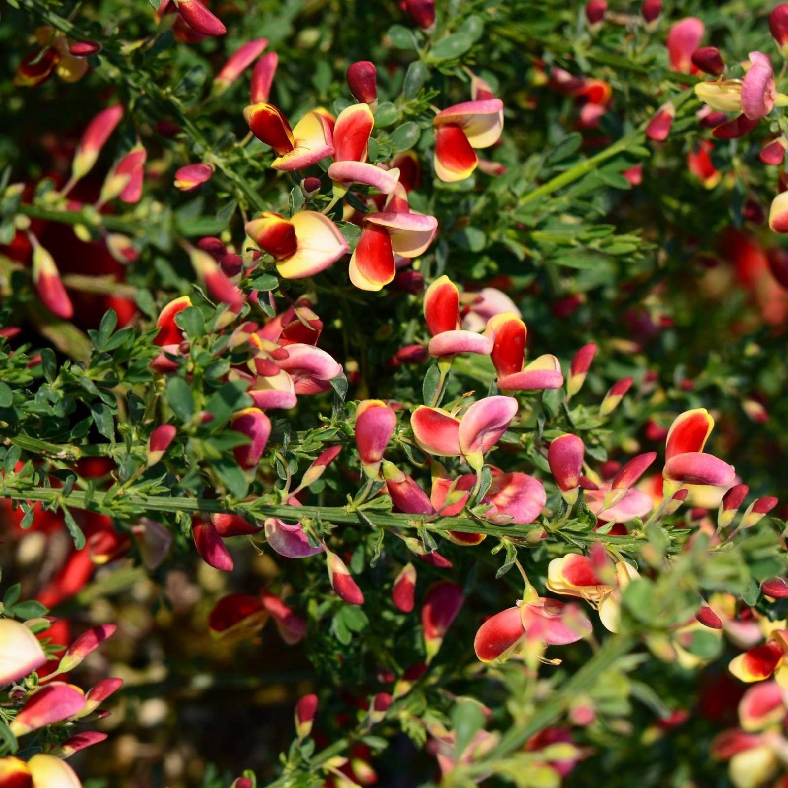 Cytisus Goldfinch Garden Broom Shrubs Pack Of 3