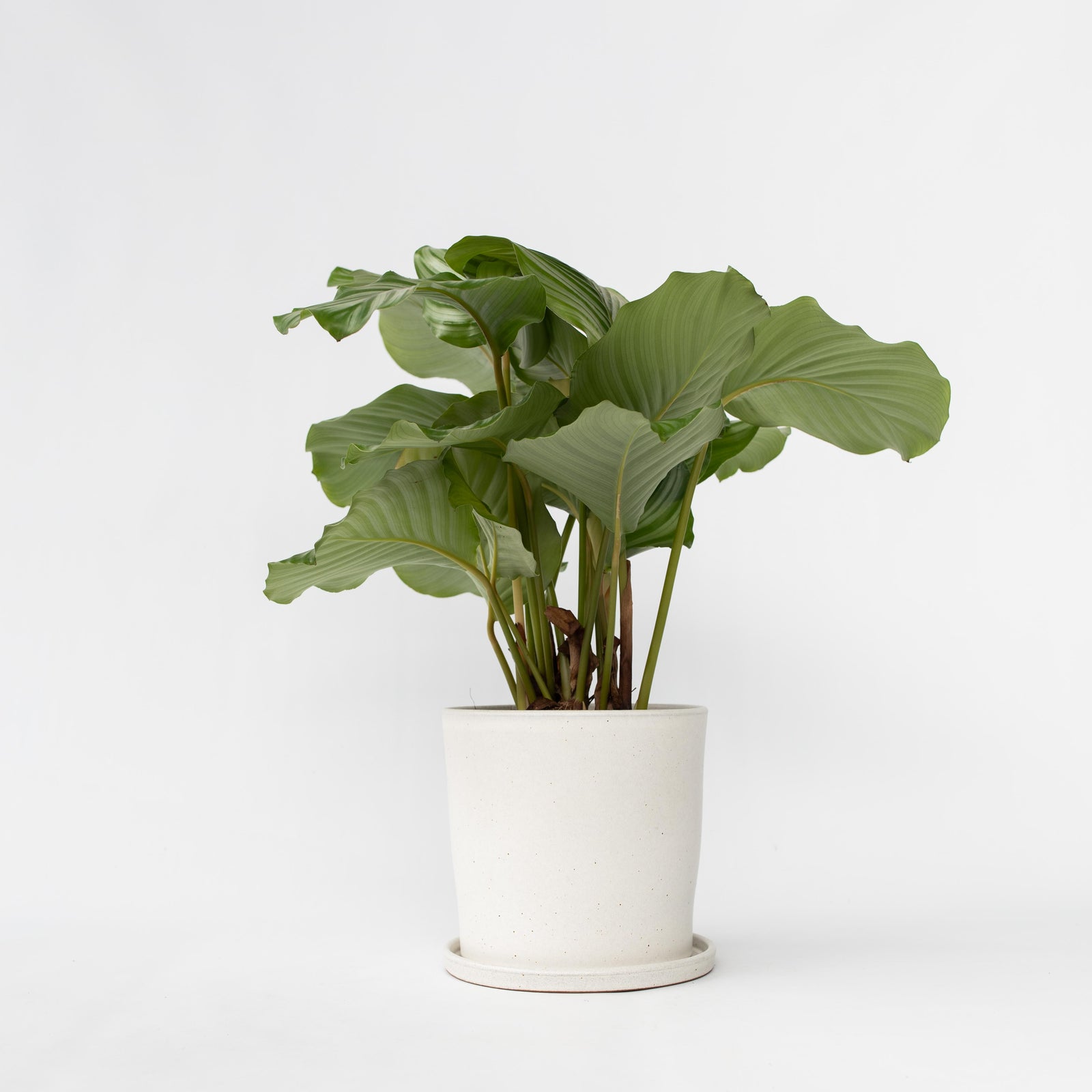 Prayer Plant - Calathea 'orbifolia' - Height 55-60cm - ⌀21cm | Set of 1 | Green