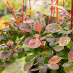 Berberis Thunbergii 'pink Bird' Shrub | 1 x 3L