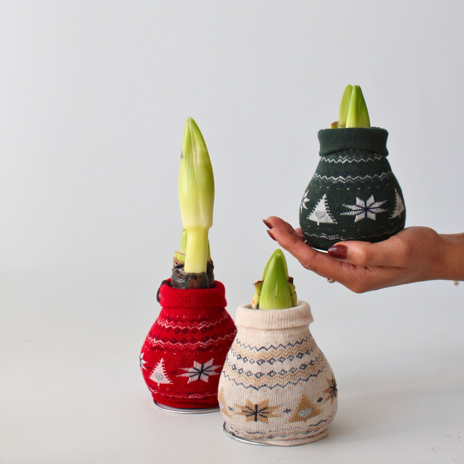 Amaryllis - 3 Pcs. - Hippeastrum 'christmas Sweater' - Flower Bulb - Red