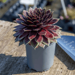 Sempervivum 'coconut Crystal' Pot - Hardy Two-tone Succulent | 3 x 9cm | Multi