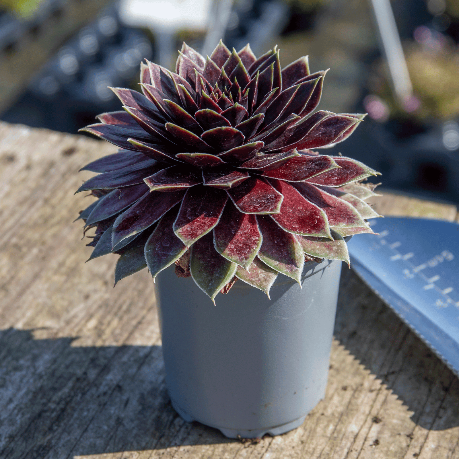 Sempervivum 'coconut Crystal' Pot - Hardy Two-tone Succulent | 3 x 9cm | Multi