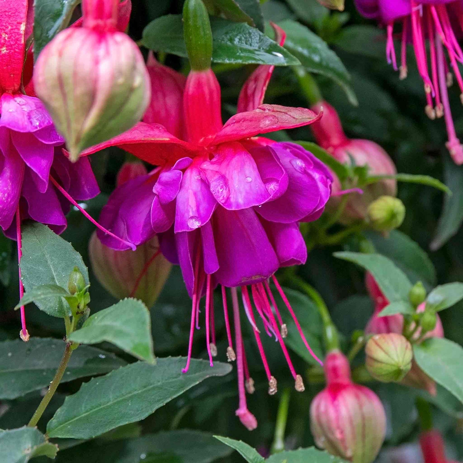 Fuchsia Standard 'winston Churchill' | 1 x 3L | Purple