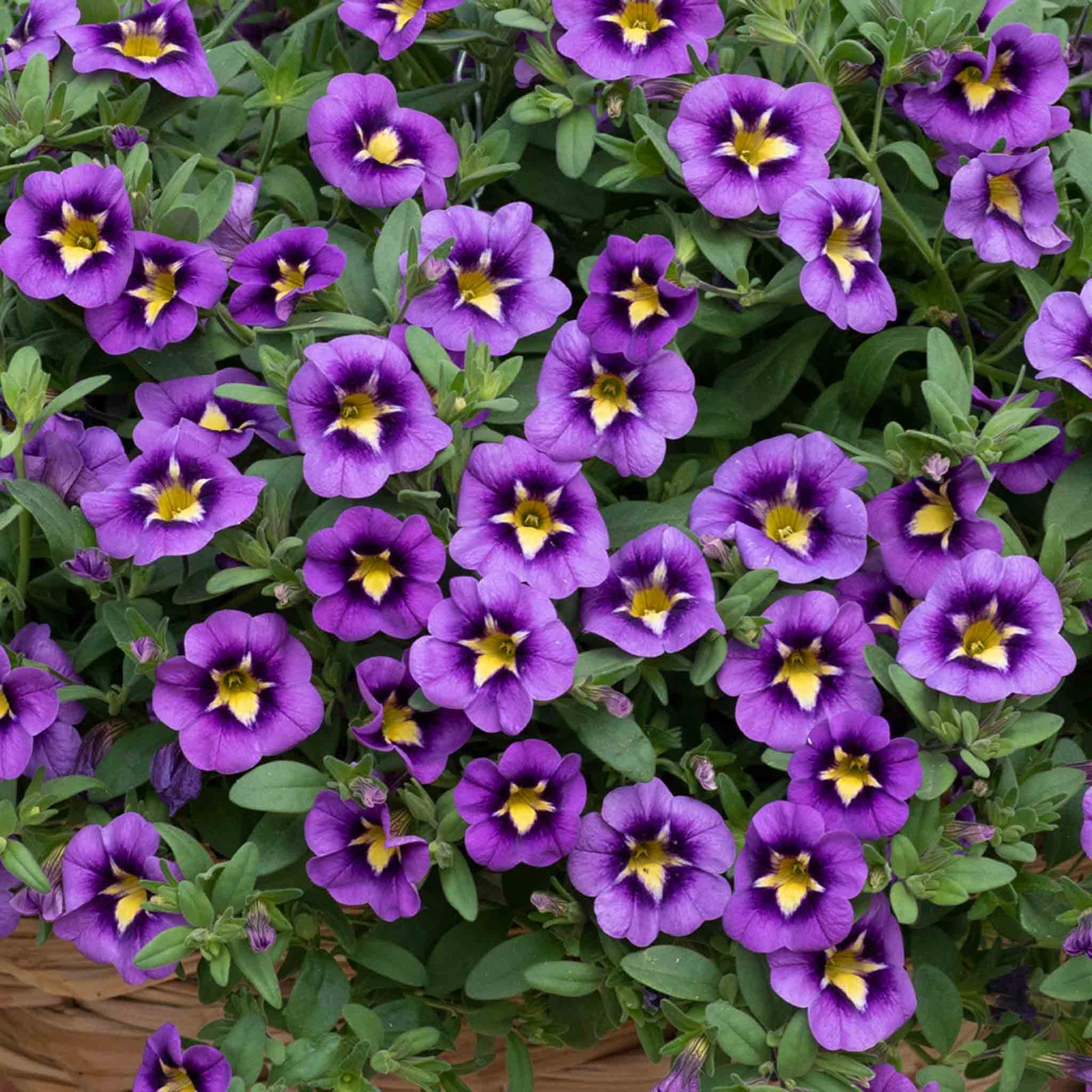 Calibrachoa 'caberet Special Bumble Bee Blue' Trailing Plug Plant | 6 x Plug Plants | Blue