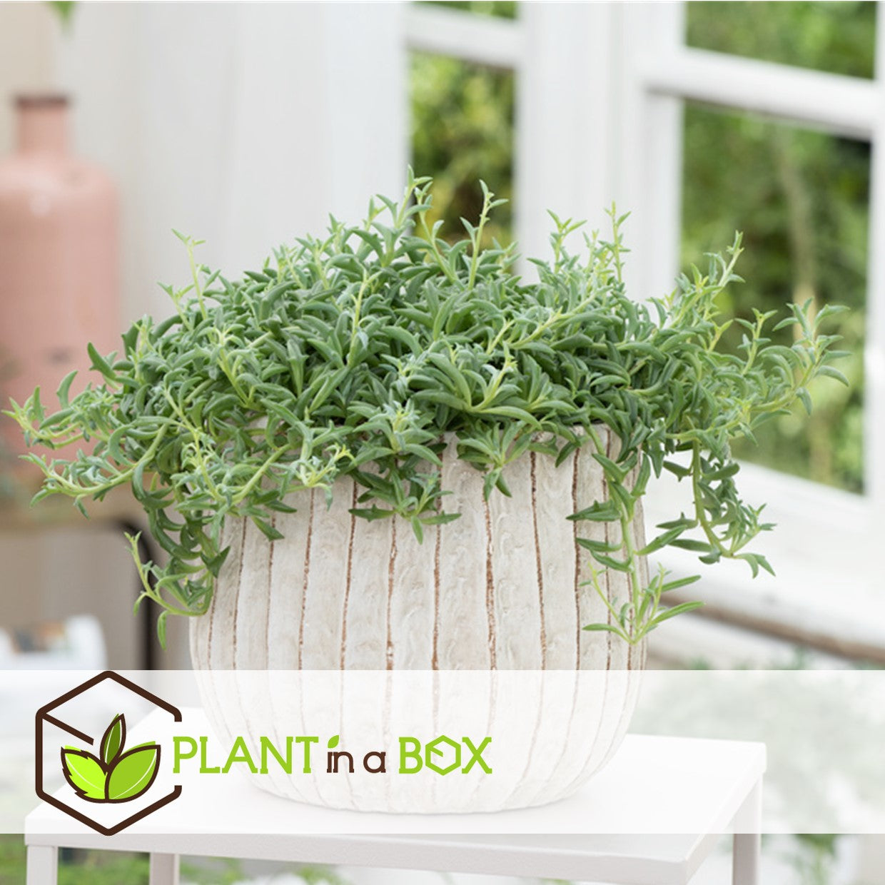 String Of Dolphins - Senecio Peregrinus - Height 10-20cm - ⌀12cm | Set of 1 | Green
