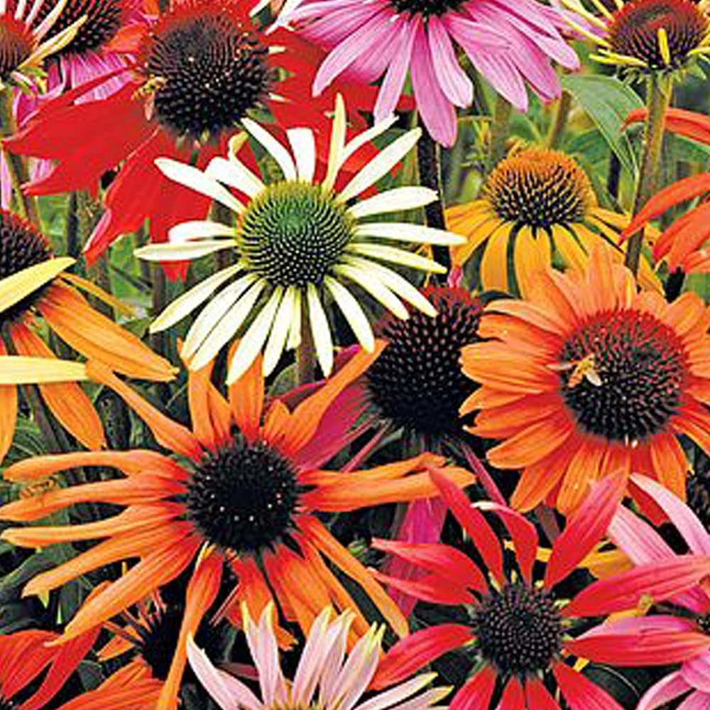 Thompson & Morgan Echinacea Primadonna Mixed Coneflower 12 X Garden Ready Plants