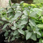 Mint 'tashkent' - Spearmint, Pollinator-friendly | Green