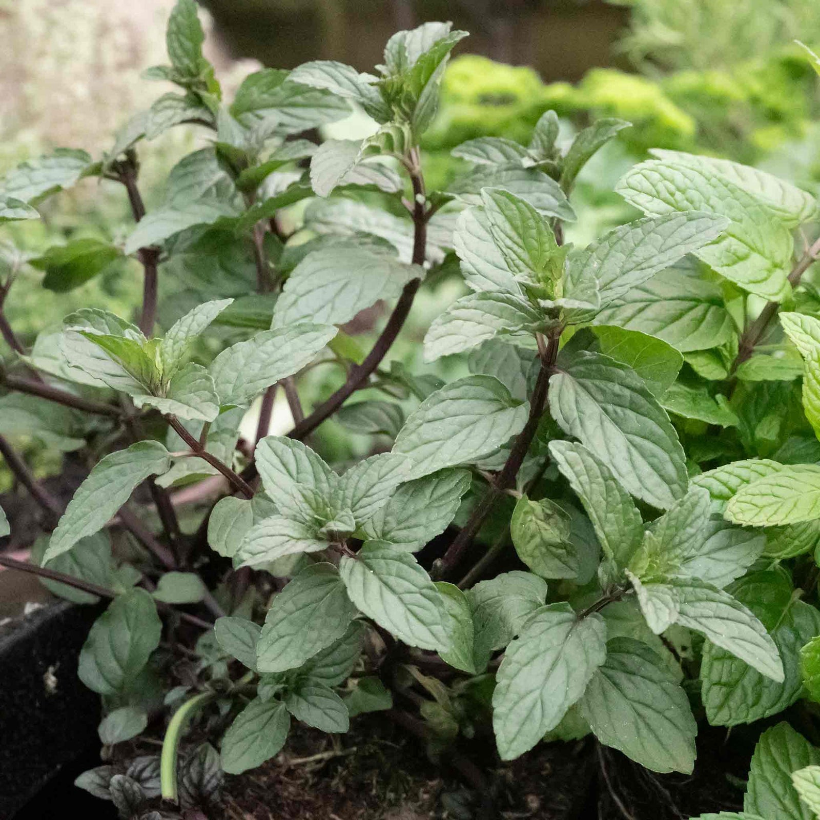 Mint 'tashkent' - Spearmint, Pollinator-friendly | Green