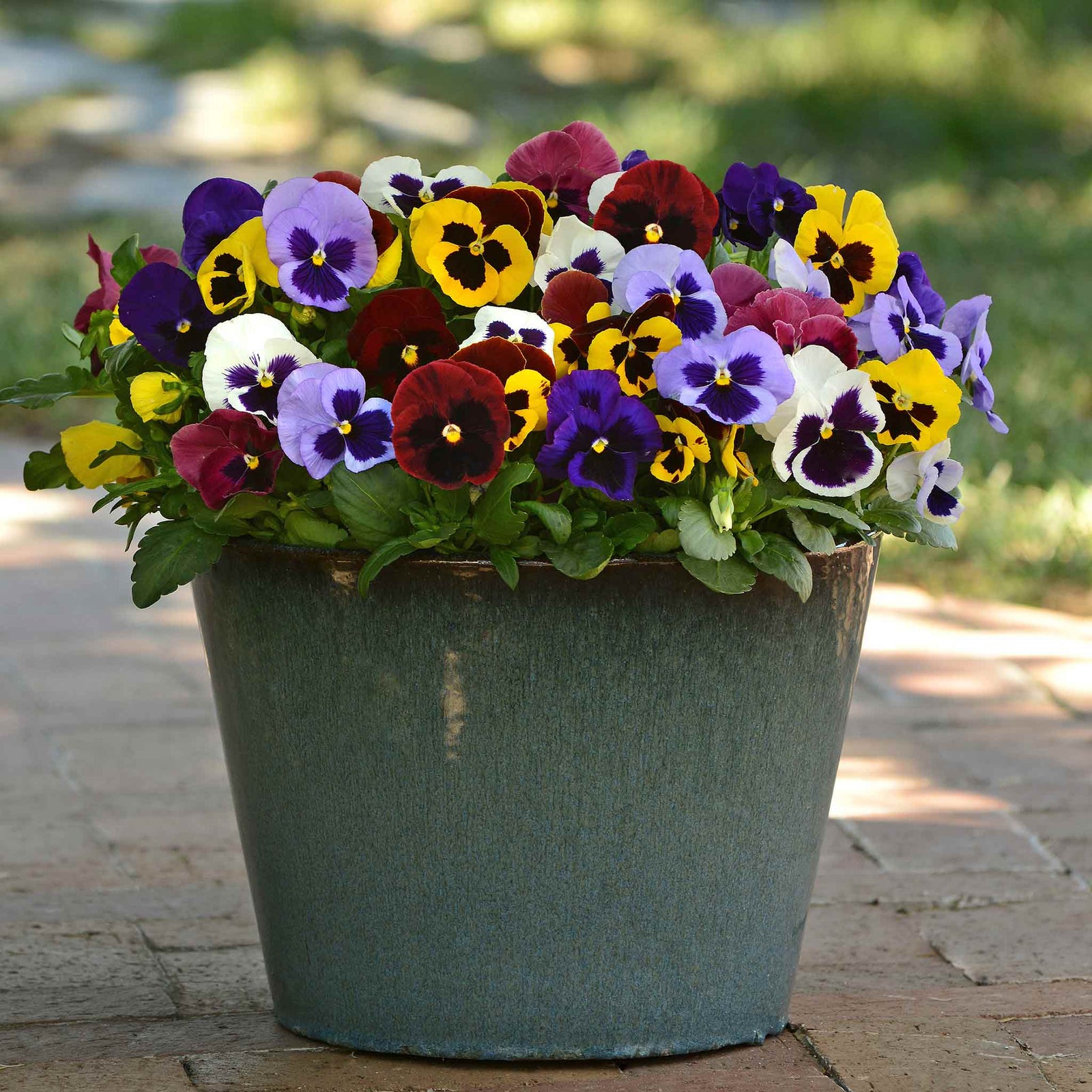 Pansy Matrix Blotched Mix Pro Grower Plugs | 12 x Pro Grower Plugs | Mixed
