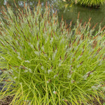Hayloft Carex Elata Aurea - Vibrant Grass - 1 x 9cm pot