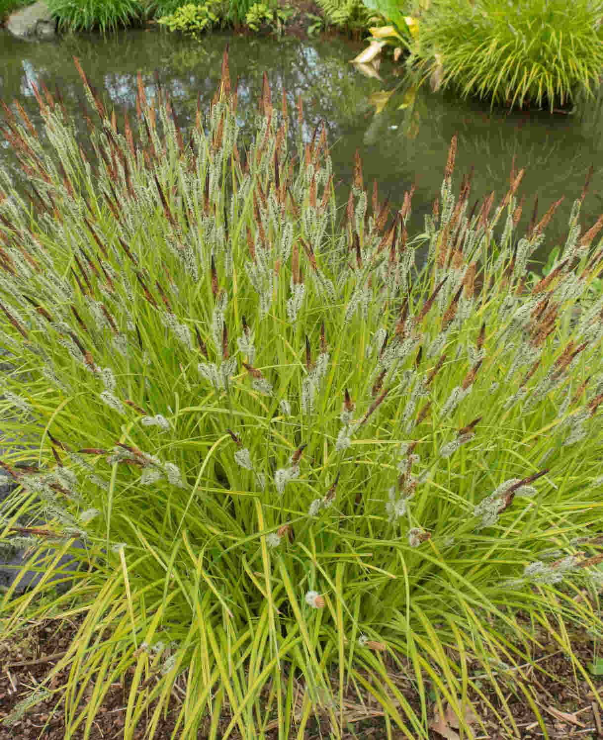 Hayloft Carex Elata Aurea - Vibrant Grass - 1 x 9cm pot