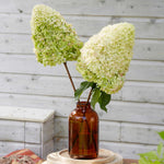 Hydrangea 'hercules' Enormous 40cm Flowerheads | 1 x 3L | Green