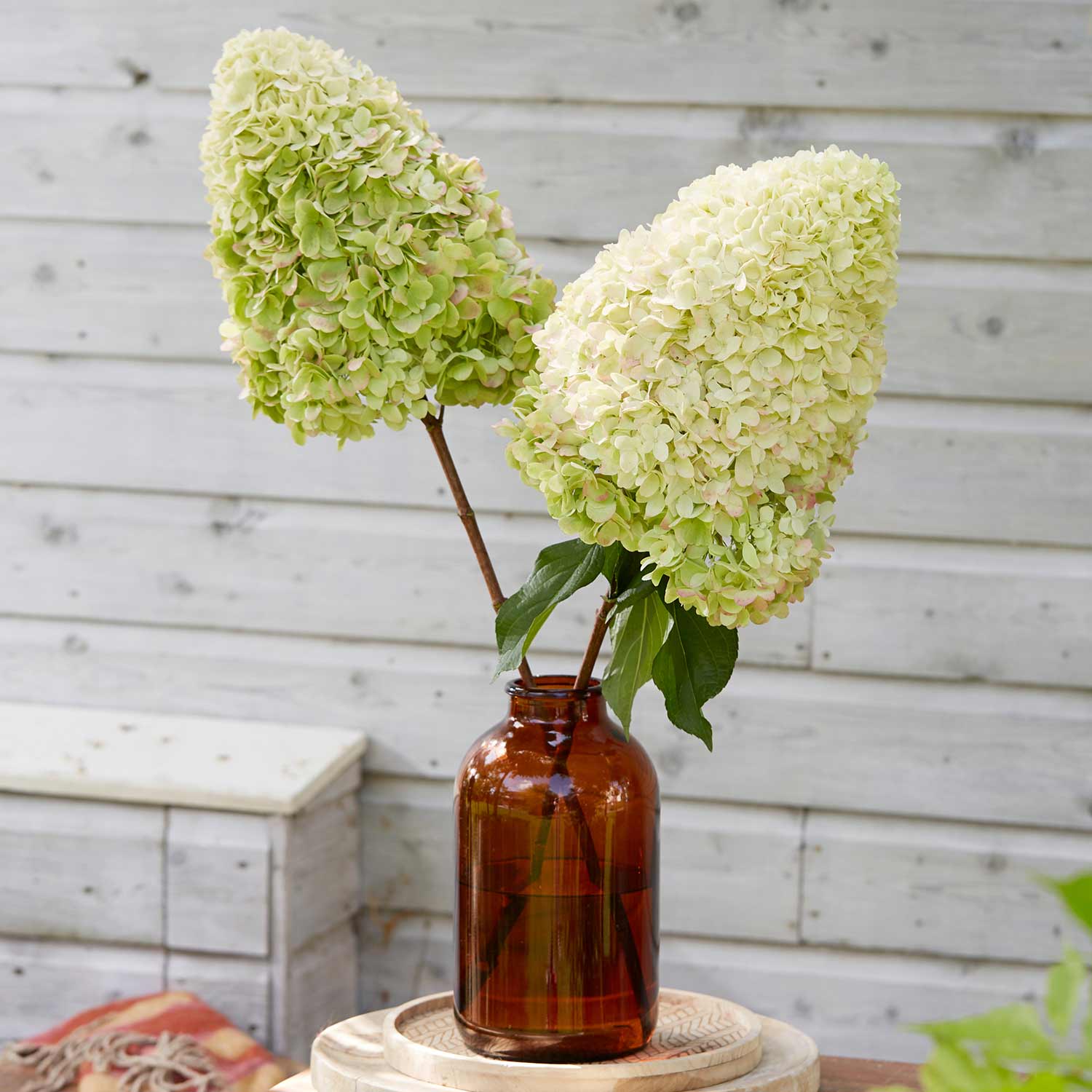 Hydrangea 'hercules' Enormous 40cm Flowerheads | 1 x 7.5L | Green