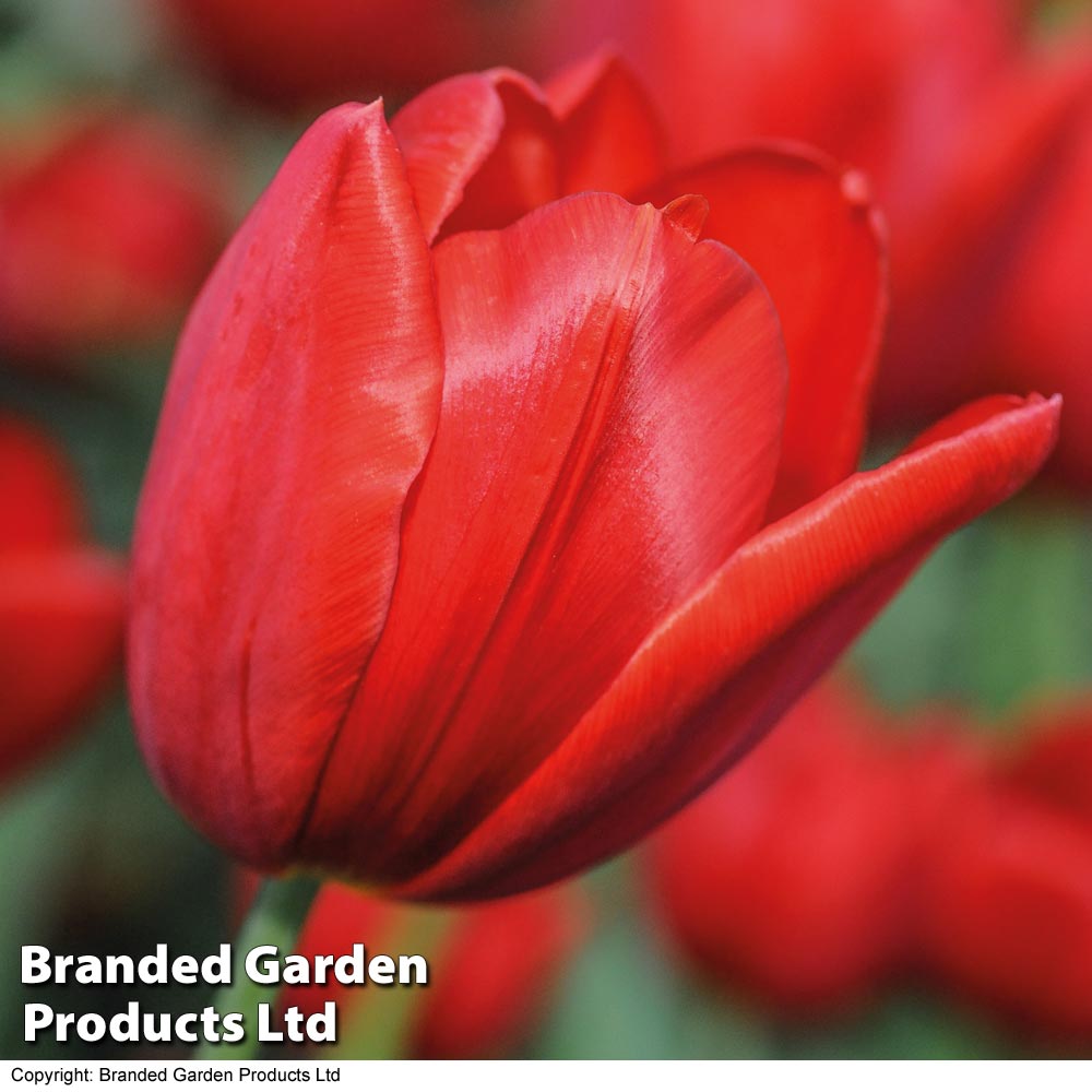 Thompson & Morgan Tulip Red Impression 64 Bulbs