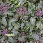 Broccoli 'summer Purple' – Heat-tolerant Summer Cropping | 16 x Pro Grower Plugs | Purple