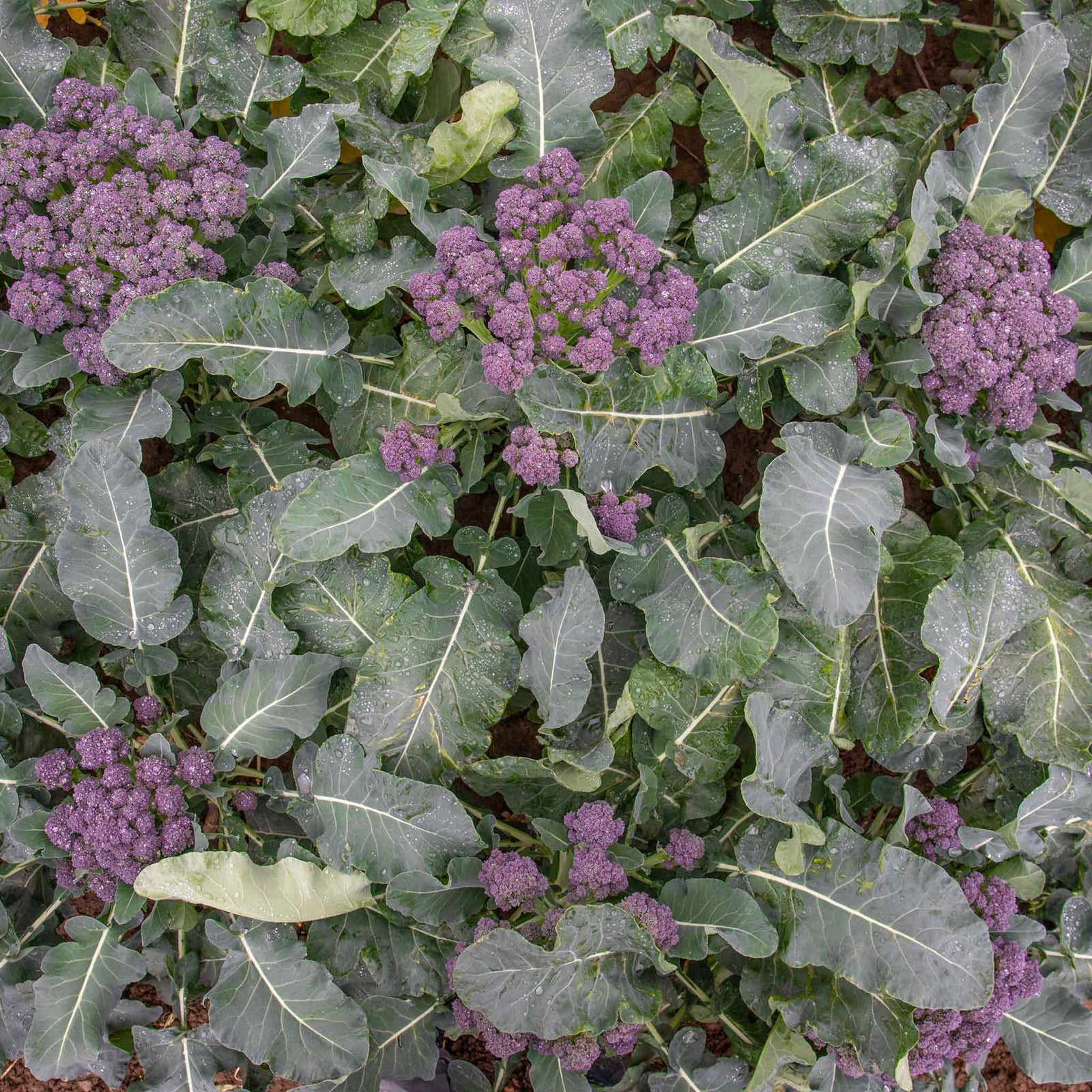 Broccoli 'summer Purple' – Heat-tolerant Summer Cropping | 8 x Pro Grower Plugs | Purple
