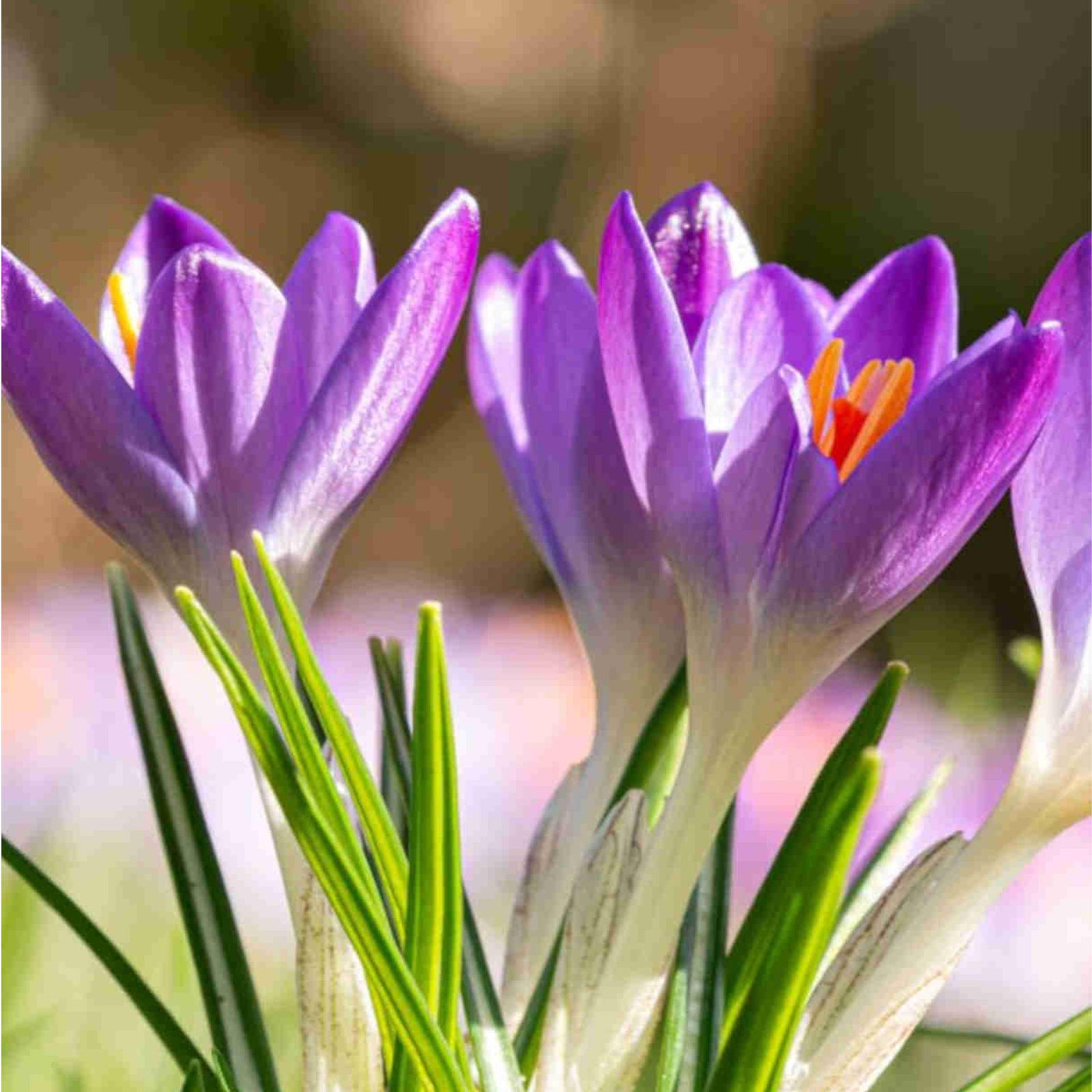 Hayloft Exclusive Crocus Collection - 90 Bulbs