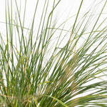 Fountain Grass - Pennisetum Alopecuroides 'hameln' - Height 20-30cm - ⌀23cm | Set of 1 | Green