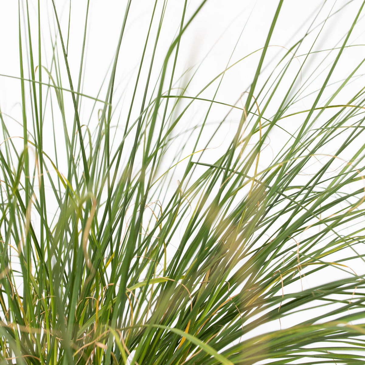 Fountain Grass - Pennisetum Alopecuroides 'hameln' - Height 20-30cm - ⌀23cm | Set of 1 | Green