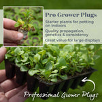 Lobelia Wonderfall Mixed - Trailing Bedding Plant | 60 x Pro Grower Plugs | Multi