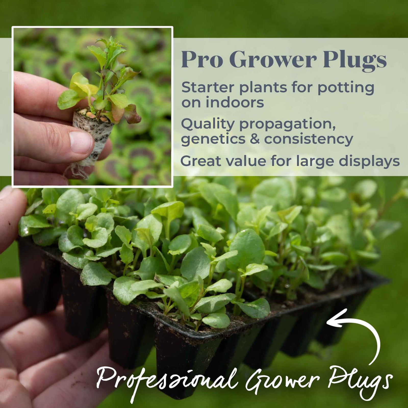 Lobelia Wonderfall Mixed - Trailing Bedding Plant | 60 x Pro Grower Plugs | Multi