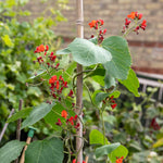 Runner Bean Duo 'firestorm' & 'white Lady' | 90 Seeds | Multi Colour
