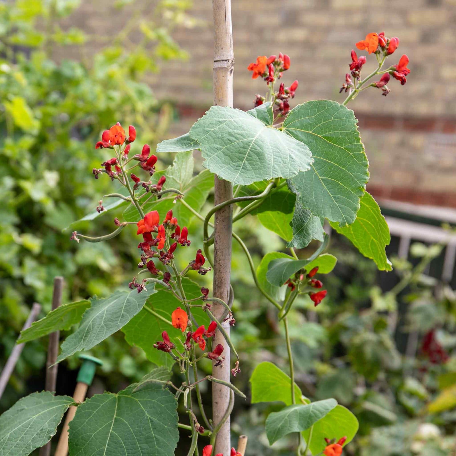 Runner Bean Duo 'firestorm' & 'white Lady' | 90 Seeds | Multi Colour