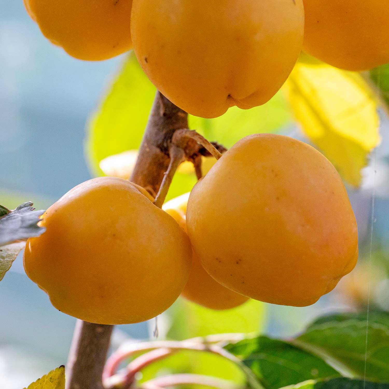 Crab Apple Tree 'golden Hornet' (malus) | 1 x 5L | Light Goldenrod Yellow
