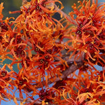 Witchhazel Hamamelis Orange Beauty Shrub Plant 4ft Extra Large In A 7.5 Litre Pot