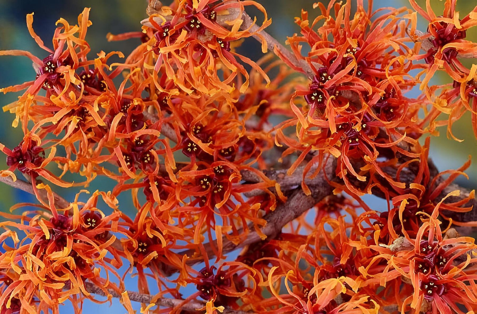 Witchhazel Hamamelis Orange Beauty Shrub Plant 4ft Extra Large In A 7.5 Litre Pot