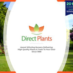 Direct Plants Prunus Cherry Laurel Hedging Plants 2.5ft Large Pack Of 10 Supplied In 3 Litre Pots