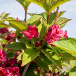 Weigela 'bristol Ruby' - Deep Ruby-red Deciduous Shrub, Pollinator Friendly | 1 x 3L | Pink
