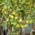Gooseberry Standard Hinnonmaki Green 1.5l | Set of 1 | Green
