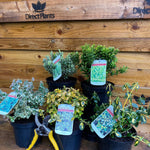 5x Large Mixed Euonymus Evergreen Shrubs Garden Plants 2l (5 Colours)