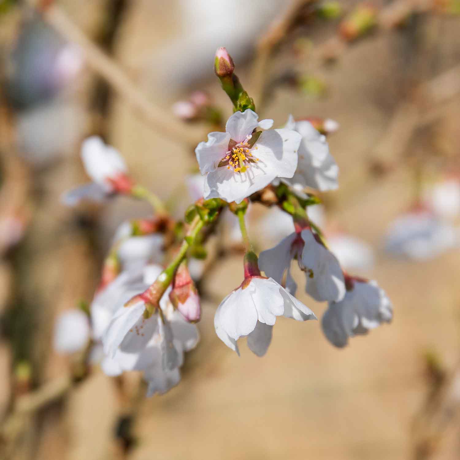 Flowering Cherry 'kojo-no-mai' Compact 2.5m Tree Rhs Agm | 1 x 3L | Pink & White