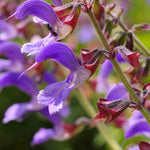 Timeless Salvia Collection - 12 Young Plants 1 Of Each Variety