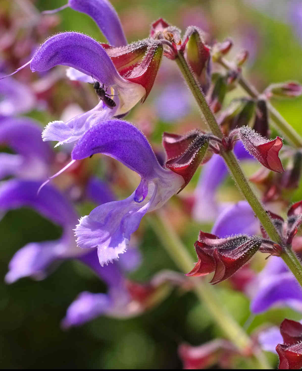 Timeless Salvia Collection - 12 Young Plants 1 Of Each Variety