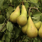 Dwarf Conference Self Fertile Sweet Pear Fruit Tree 3ft Supplied In A 3 Litre Pot