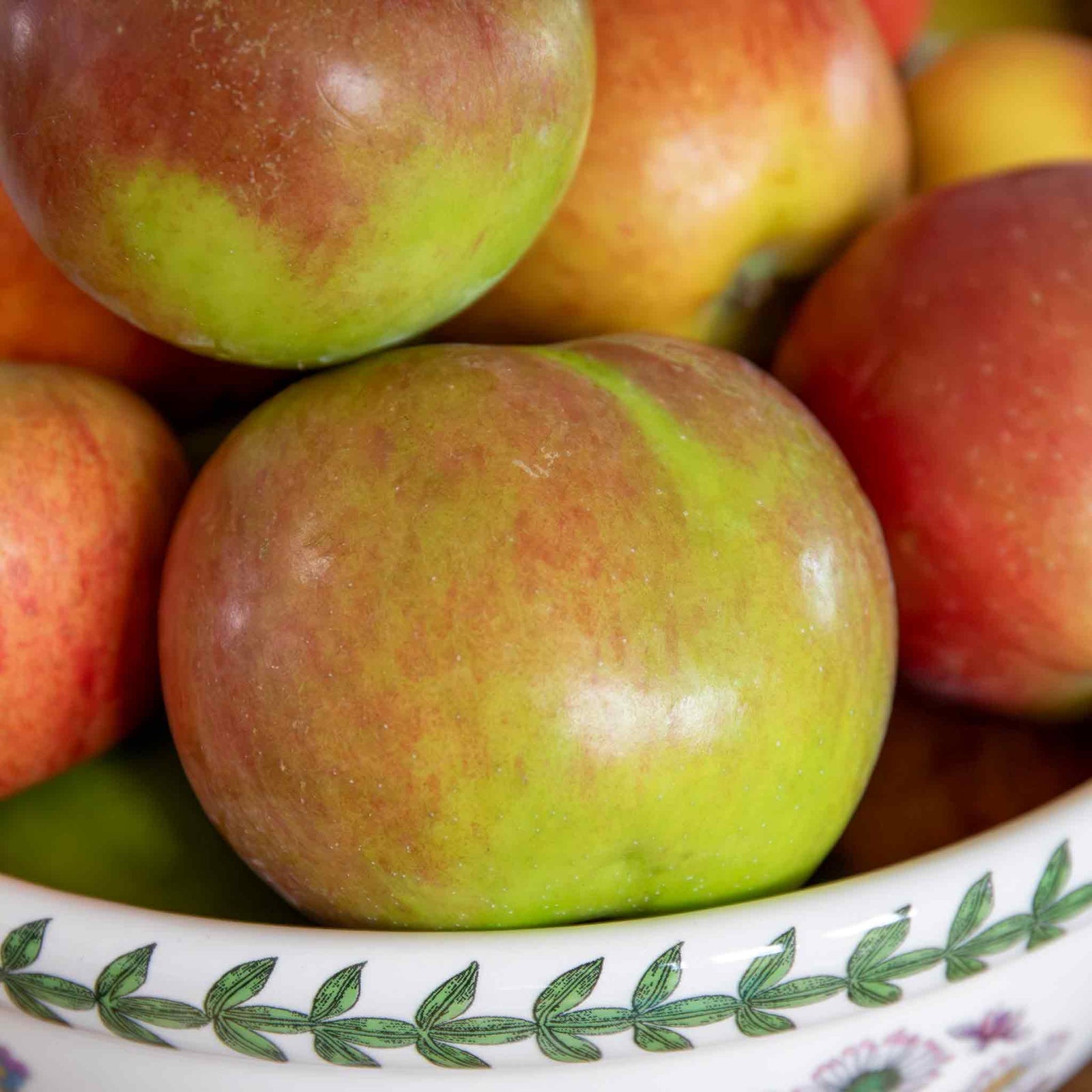 Patio Apple 'cox's Orange Pippin' - Mini Espalier, Bare-root, M26 Rootstock | 1 x 5L | Orange & Yellow