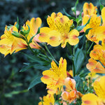 Hayloft Alstroemeria Garden Performance Collection - 3 Plants Supplied In 9cm Pots