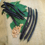 French Bean Summer Medley Mix - 36 Garden-ready Plugs | 36 x Garden Ready Plants | Green